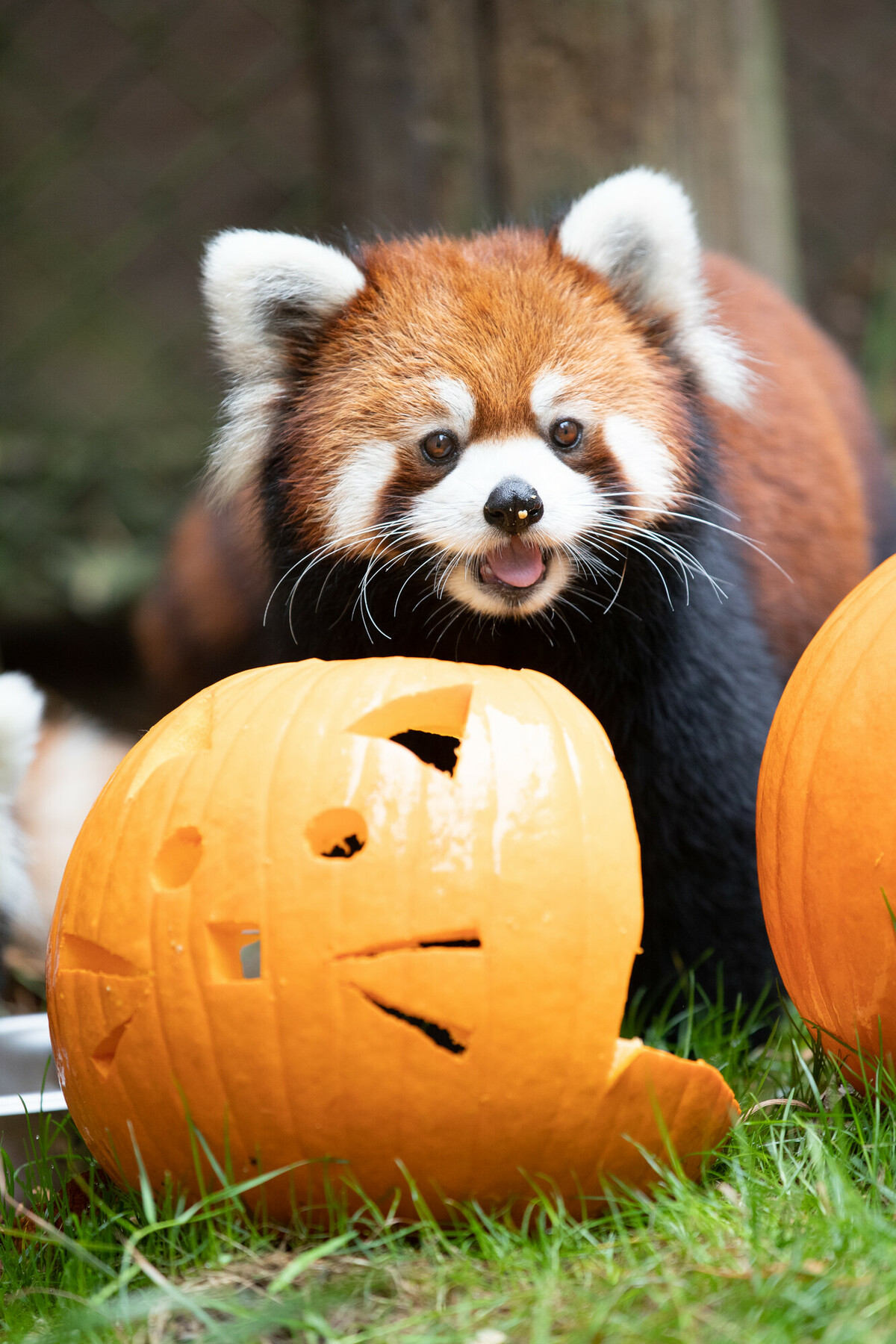 Pumpkin Bash presented by First Tech Federal Credit Union: autumn fun and treats for kiddies and animals